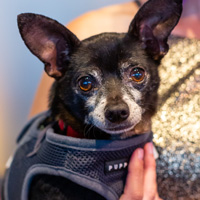 The Golden Age of Hollywoof