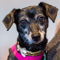 The Golden Age of Hollywoof