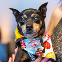 The Golden Age of Hollywoof