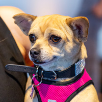 The Golden Age of Hollywoof