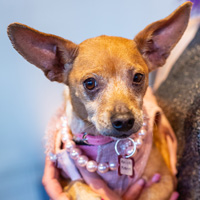 The Golden Age of Hollywoof