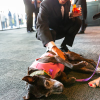 The Golden Age of Hollywoof