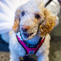 The Golden Age of Hollywoof