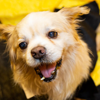 The Golden Age of Hollywoof