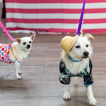 Pooches in Palm Springs