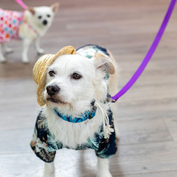 Pooches in Palm Springs