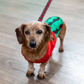 Pooches in Palm Springs