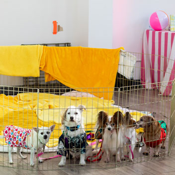 Pooches in Palm Springs