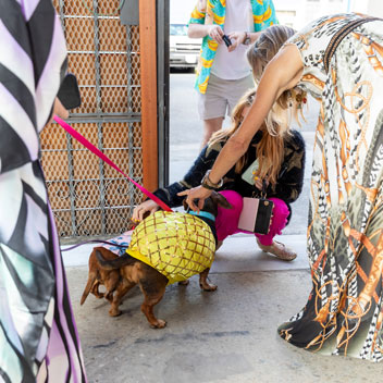 Pooches in Palm Springs