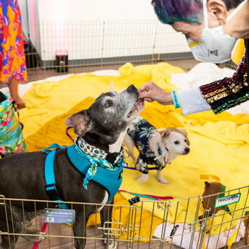 Pooches in Palm Springs