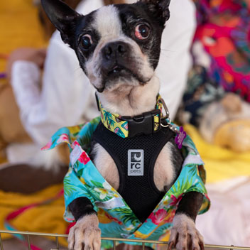 Pooches in Palm Springs