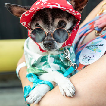 Pooches in Palm Springs