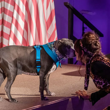 Pooches in Palm Springs