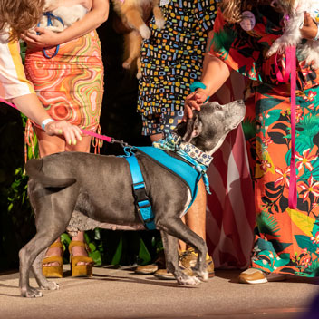 Pooches in Palm Springs