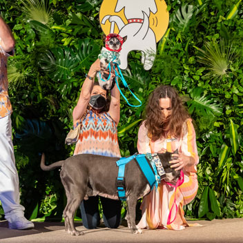 Pooches in Palm Springs