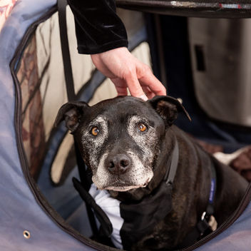 The Spy Who Loved Mutts