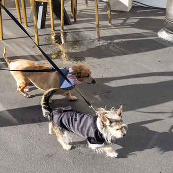 The Spy Who Loved Mutts