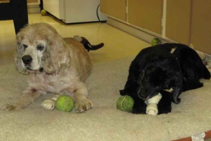 Tulip Noir and Jasper