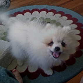 Captain Jack Sparrow