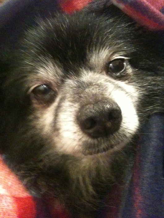 Rufus
