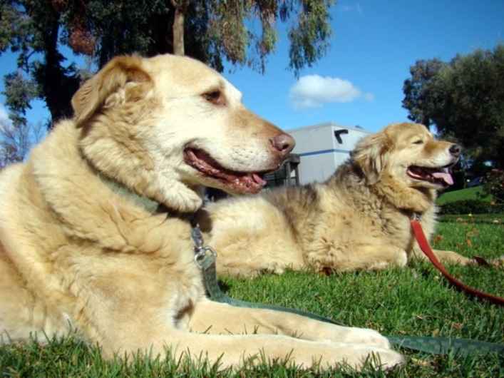 Little Bear 2 & Charlie Girl