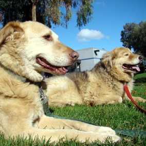 Little Bear 2 & Charlie Girl