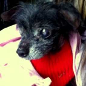 Little Prince William