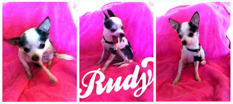 Rudy