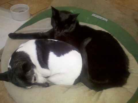 Willy Von Stickleback