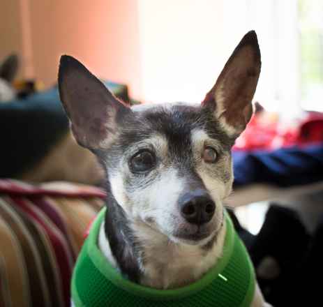 Willy Von Stickleback