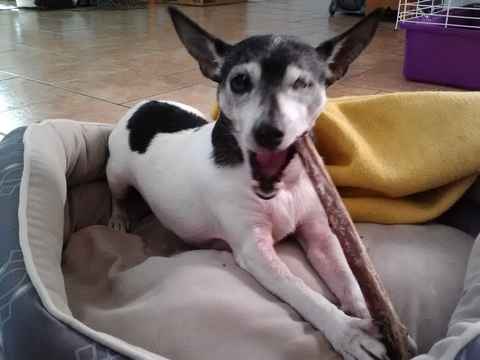 Willy Von Stickleback