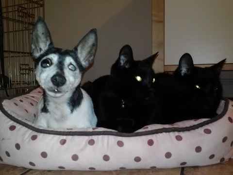 Willy Von Stickleback