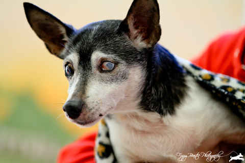 Willy Von Stickleback