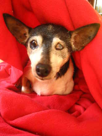 Willy Von Stickleback