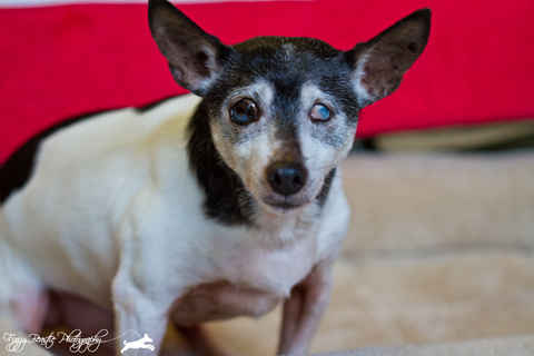 Willy Von Stickleback