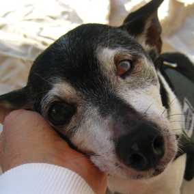 Willy Von Stickleback