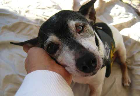 Willy Von Stickleback