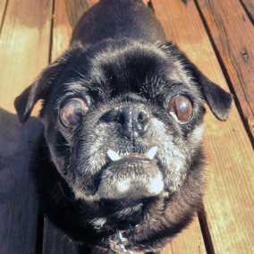 Pug Louie