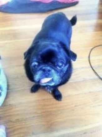 Pug Louie