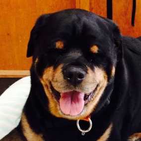 Raymond The Rottie