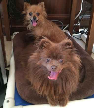 Golden Girl and Chocolate Bear