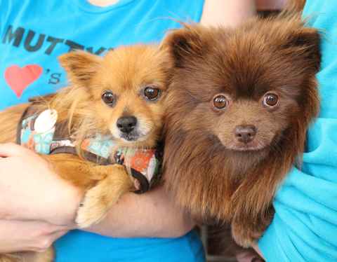 Golden Girl and Chocolate Bear