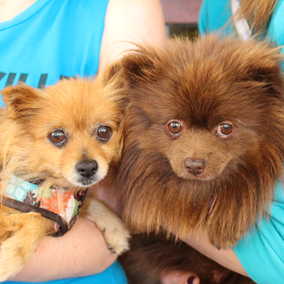 Golden Girl and Chocolate Bear