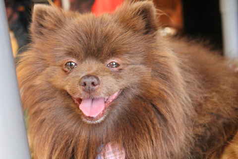 Golden Girl and Chocolate Bear