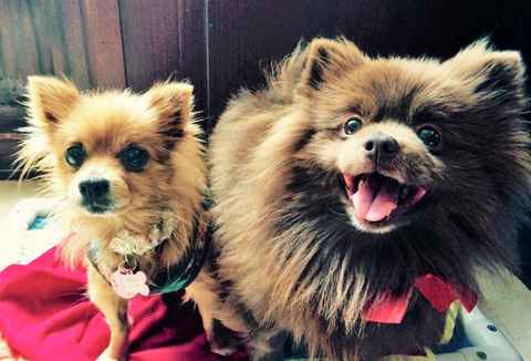 Golden Girl and Chocolate Bear