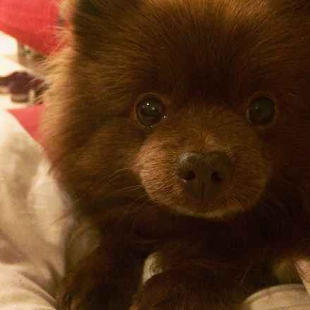 Golden Girl and Chocolate Bear