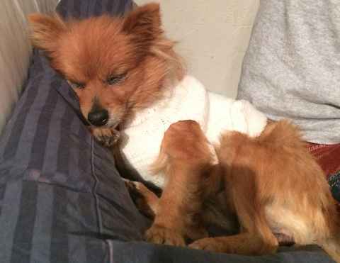 Golden Girl and Chocolate Bear