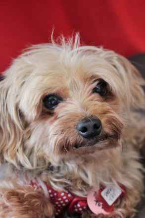 Miss McNugget and Tater Tot ,