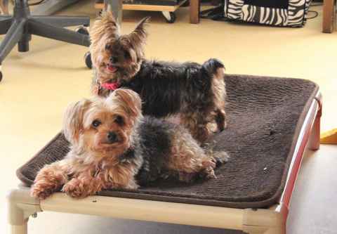 Miss McNugget and Tater Tot ,