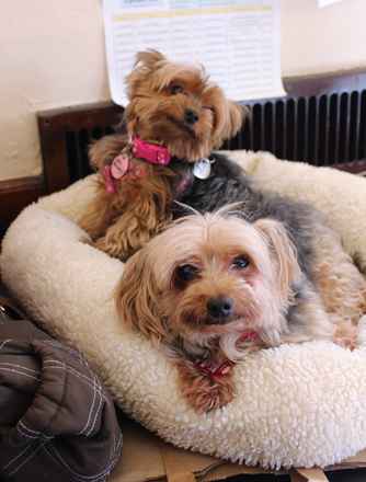 Miss McNugget and Tater Tot ,